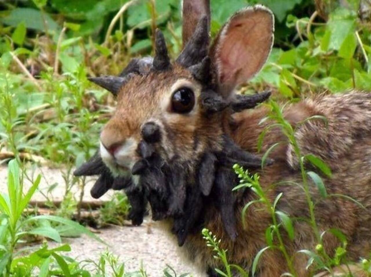 إيه رأيكم في فيلم Ziam بتاع نتفليكس؟ لسه مخلصاه ولسه بحاول أستوعب اللي حصل.  : r/zombies, image size:1280x959