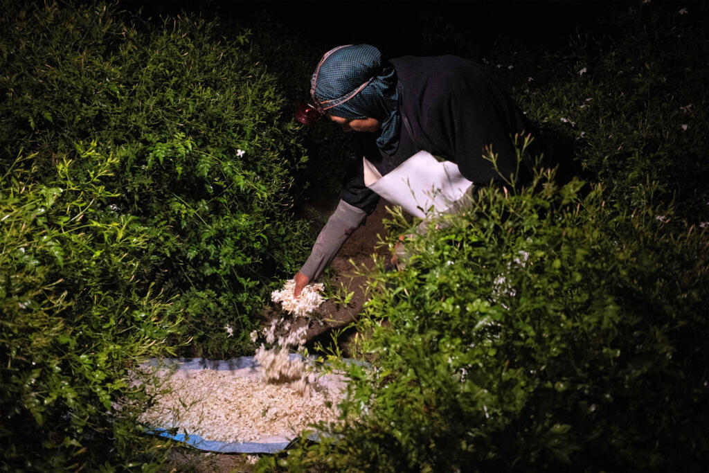 في مصر زهور الياسمين تذبل في مواجهة تغيّر المناخ