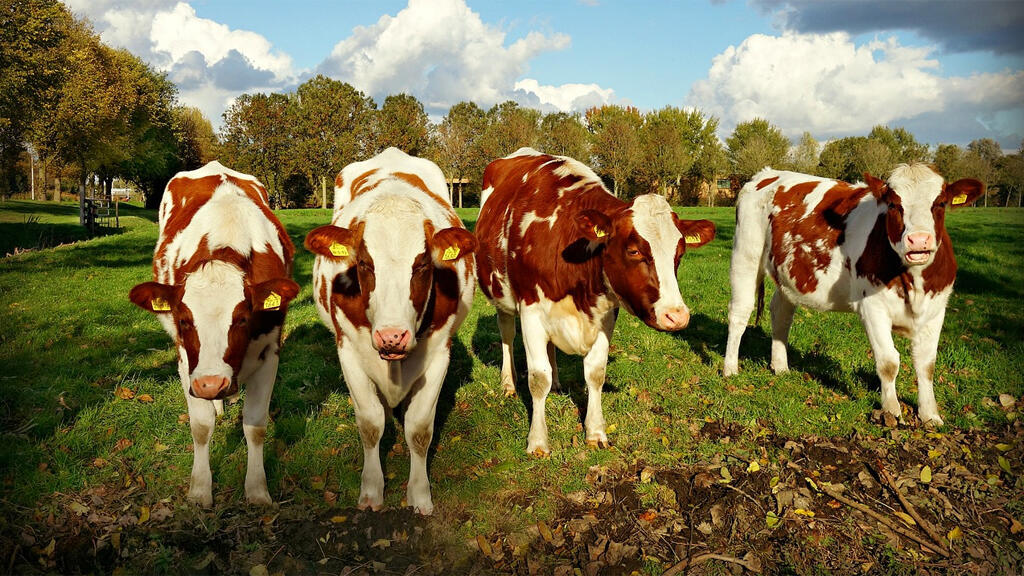 Cattle 2. Одомашнивание животных. Сельскохозяйственные животные. Cattle 2. Cattle 2.