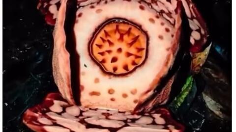 "زهرة الأشباح"